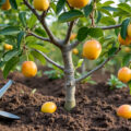découvrez notre guide complet pour réussir la plantation et la culture de la mirabelle, avec des conseils pratiques pour un verger productif et des fruits savoureux.