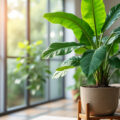 découvrez notre guide pratique pour réussir la culture d’un bananier en pot chez vous, avec des conseils simples pour un entretien optimal et une belle croissance.