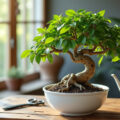découvrez notre guide pratique pour réussir la plantation et l'entretien du ficus ginseng, avec des conseils simples pour un arbre sain et décoratif.