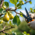 découvrez le guide complet pour tailler vos poiriers avec succès : apprenez quand agir et quelles techniques appliquer pour optimiser la croissance et la fructification de vos arbres.