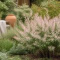 Arbuste saule crevette au feuillage panaché rose et vert dans un jardin