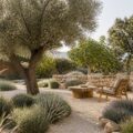 Jardin sec méditerranéen avec olivier, figuier et sol en gravier