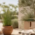 Plante de papyrus en pot de terre cuite sur une terrasse lumineuse